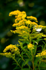 Yellow inflorescence bush of Solidago gigantea. Asteraceae family. Close-up. Selective focus.