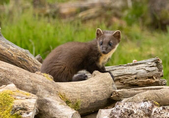 Close up of pine marten in the forest