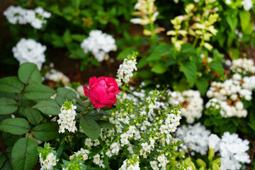 pink and white flowers