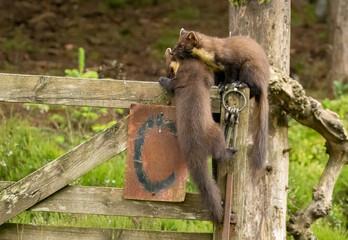 Pine marten kits playing together on a wooden gate