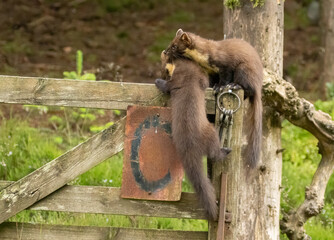 Pine marten kits playing together on a wooden gate