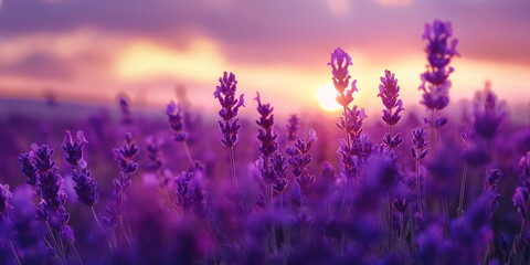 lavender field in the morning