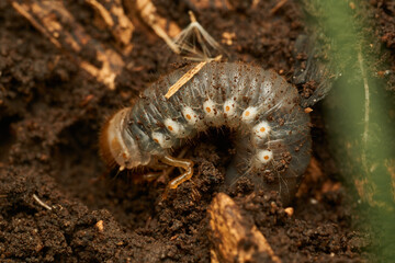 a giant larva in the ground