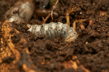 a giant larva in the ground