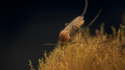 Details of a mosquito perched on vegetation