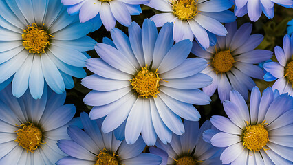 Fototapeta premium daisies on blue