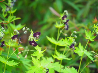 クロバナフウロソウの花