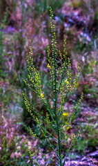 Obraz premium Verbascum sinuatum mullein presiosa yellow flower of a common toxic plant in natural light
