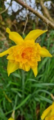 Fototapeta premium Daffodil 