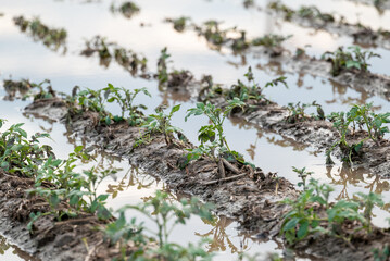 Flooded potato field after the rain shower. Agriculture ground after rain under water, damage of harvest of potato for the farmer