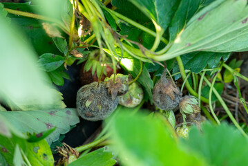 Close up rotten strawberries growing outdoors. Black fungi mold on surface of the strawberries,...