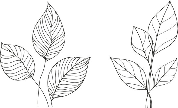 Line drawing of plant seeds growing from soil to seedlings. Plant leaves and seeds growing together on a natural farm concept design. One sketch outline drawing of a modern illustration.
