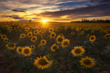 Sunset over a field of sunflowers with an intense warm sky