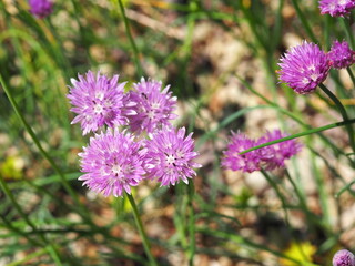 Obraz premium 可愛らしいチャイブの花