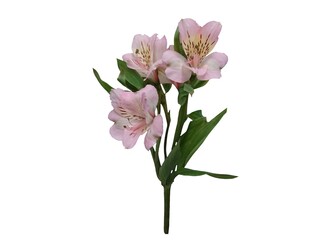   Purple alstroemeria flowers isolated on white