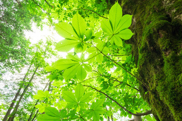 green leaves in the forest