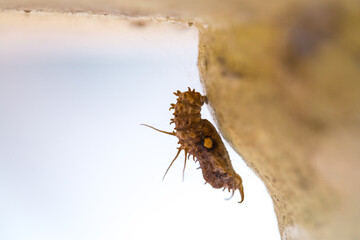 Butterfly pupa hanging from a branch transforming in a cocoon