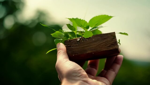 Small plant growing in a block of wood, symbolizing the concept of saving trees