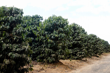 coffee producing field in Brazil Minas Gerais