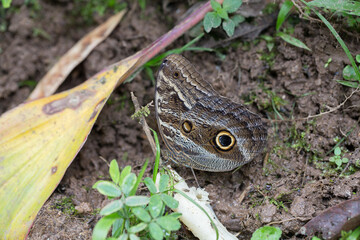 Beautiful owl butterfly standing on the ground