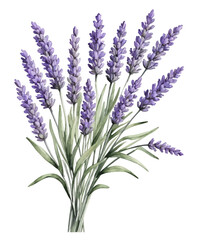 Vector illustration of a bunch of lavender, watercolor style