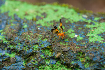Orange and black wasp standing on a colorful rock