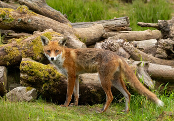 Beautiful fox in the forest