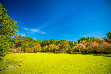 Pond and swamp of the Marais aux Oiseaux bird park in Dolus-d'Oléron, France