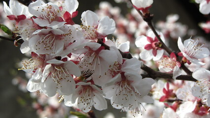 cherry blossom