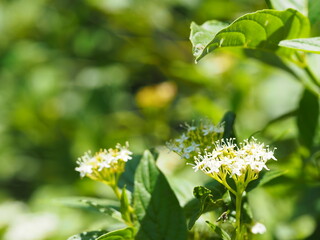 ミズキ花のクローズアップ