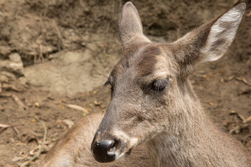 Young deer is resting peacefully in the dirt