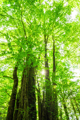 Green forest. Tree with green Leaves and sun light.	