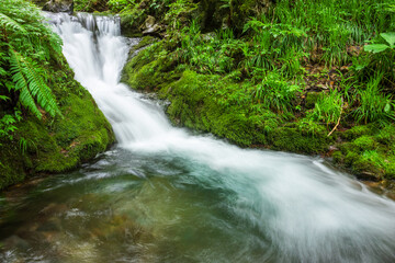 Fototapeta premium waterfall in the forest