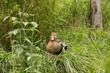 Black bellied whistling duck standing in lush green grass