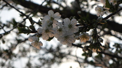 tree in bloom