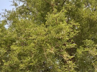 Compound leaves of Prosopis cineraria plant or Ghaf tree young leaves pattern 