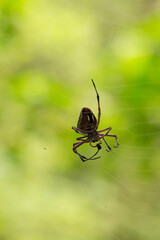 Big tropical spider hanging on its web in the forest
