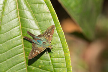 Beautiful butterfly with green and brown wings resting on a leaf