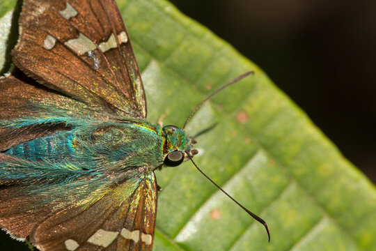 Long tailed skipper butterfly perched on vibrant green leaf