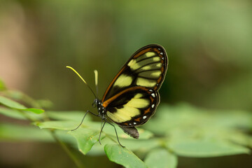 Beautiful tiger longwing butterfly perched on green leaves in a tropical rainforest