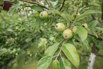 green apples on a tree