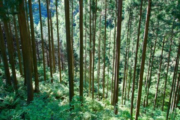 Obraz premium Scenery of a forest in the mountains of Kochi