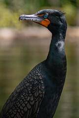 Cormorant in springs