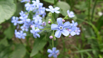 Fototapeta premium forget me not flowers