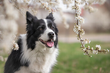 Border Collie Portrait Smiling next to White Flowering Tree. Adorable Pet during Spring Season.