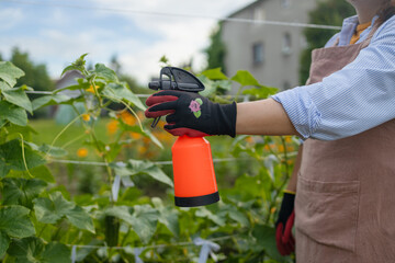 Sprays for cucumber plants against parasites and diseases. Growing vegetables in the garden. High...