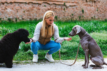 Dog trainer giving treats to weimaraner and poodle