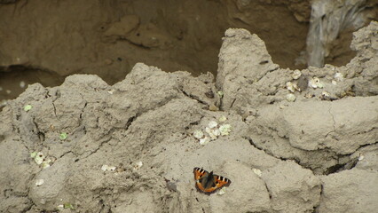 butterfly on the ground
