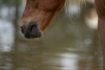 Naklejka premium little brown pony horse drinking from water pool paddock paradise