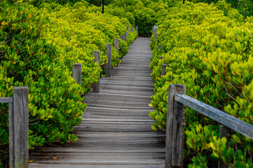 The natural background of the mangrove forest, with many types of trees growing along the coast. The beauty of the ecosystem and is a shelter or nursery for small aquatic animals.